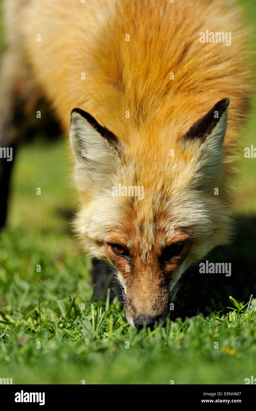Red fox (Vulpes vulpes) on rural lawn in spring, Wanup, Ontario, Canada Stock Photo