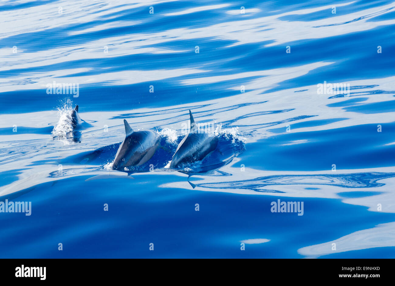 Spinner dolphins off coast of Kauai Stock Photo