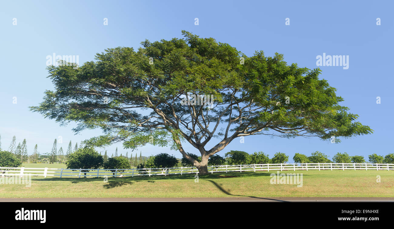 Large acacia or koa tree Kauai Stock Photo