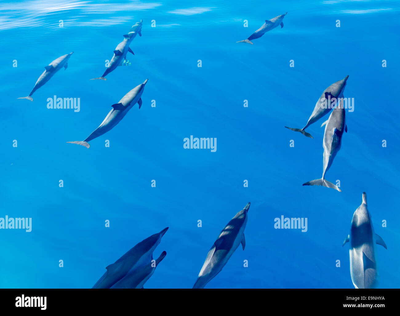 Spinner dolphins off coast of Kauai Stock Photo