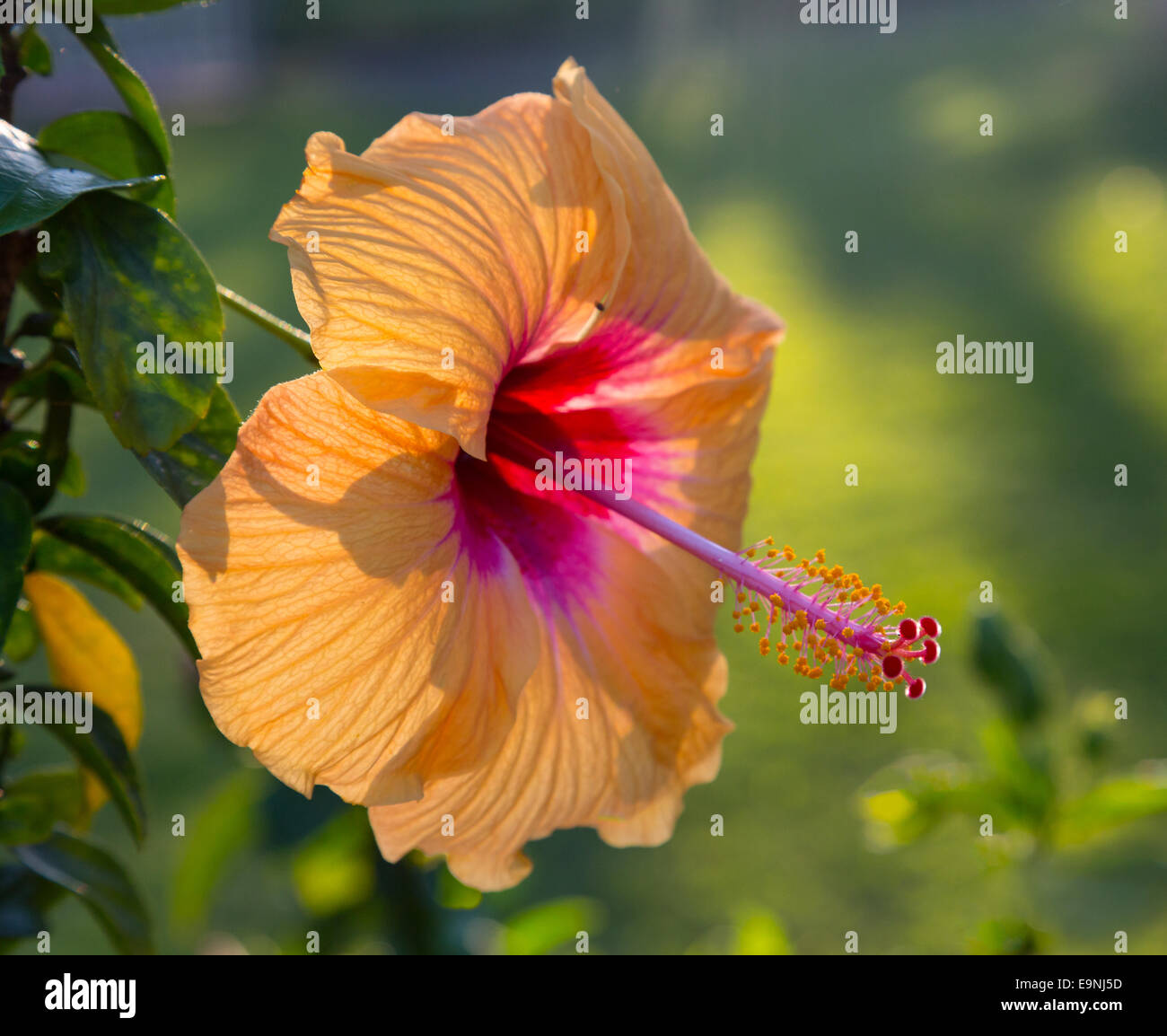 Washington Nationals Orange Red Hibiscus Green Leaf Dark