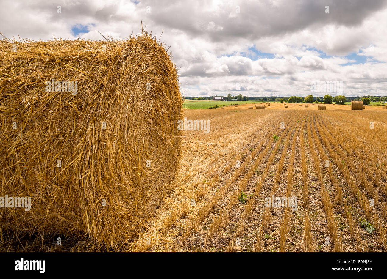 A close up of a round bale of hay in a farm field. Stock Photo