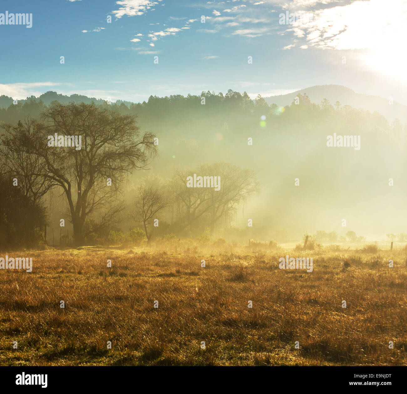 Fog on meadow Stock Photo - Alamy