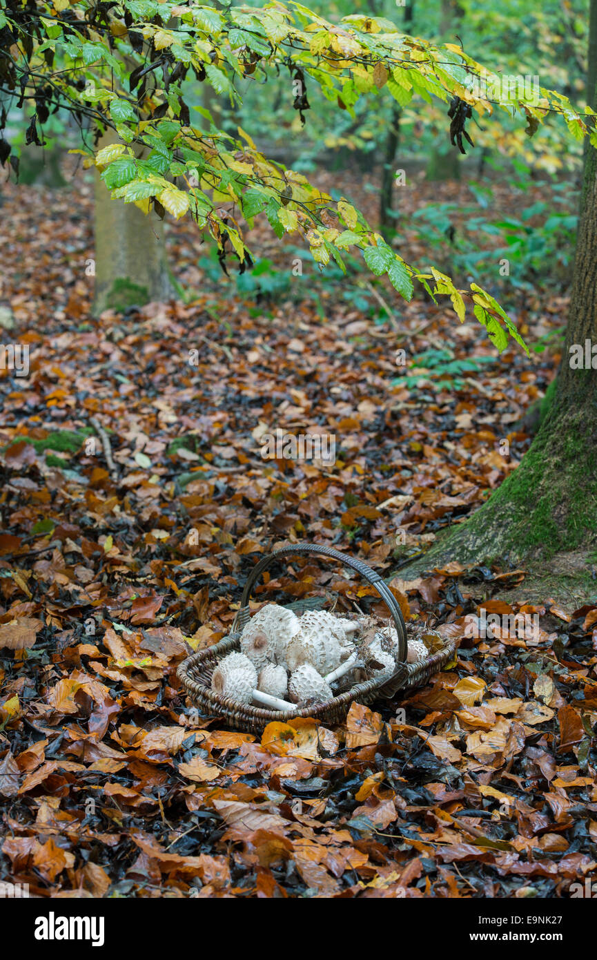 Macrolepiota procera. Wicker basket full of foraged Parasol mushrooms in an English woodland Stock Photo