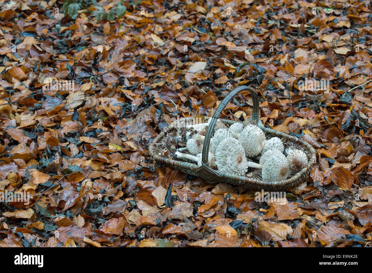 Macrolepiota procera. Wicker basket full of foraged Parasol mushrooms in an English woodland Stock Photo