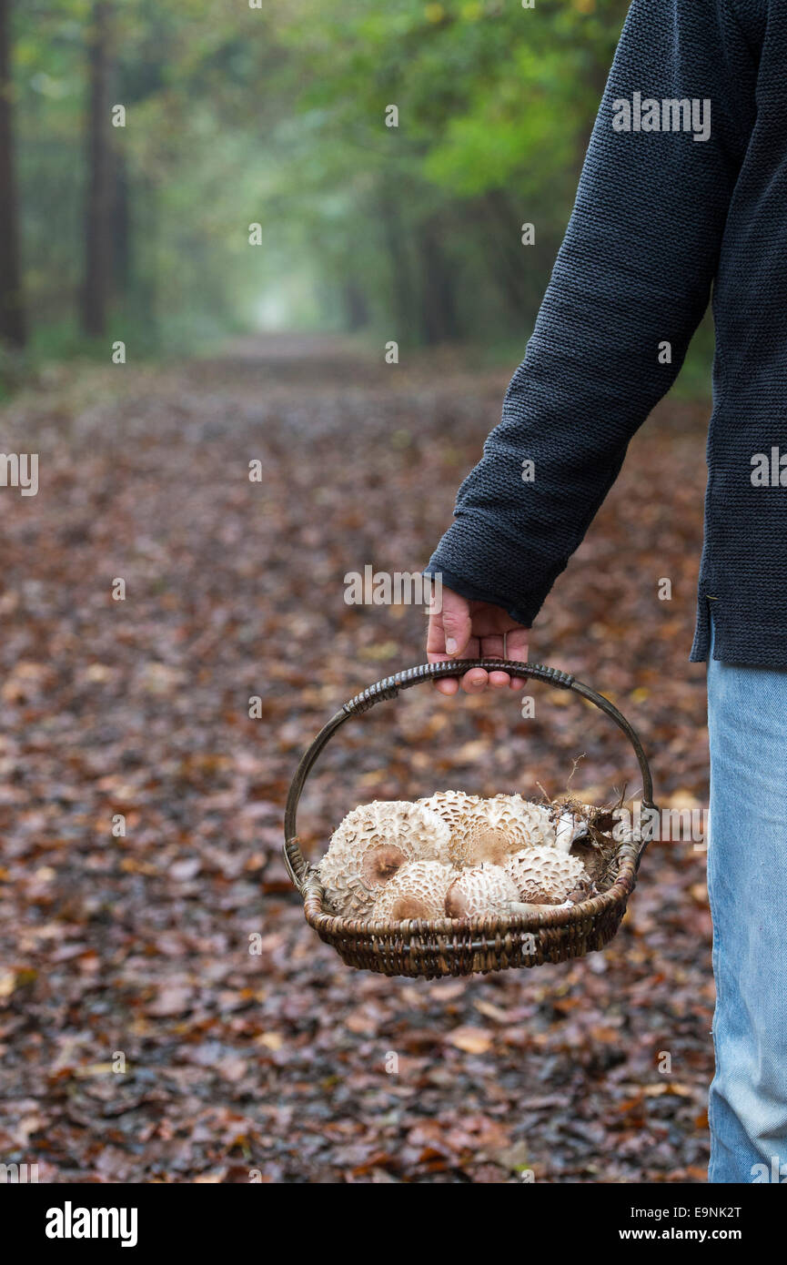 Macrolepiota procera. Man holding basket of foraged Parasol mushrooms in an english woodland Stock Photo