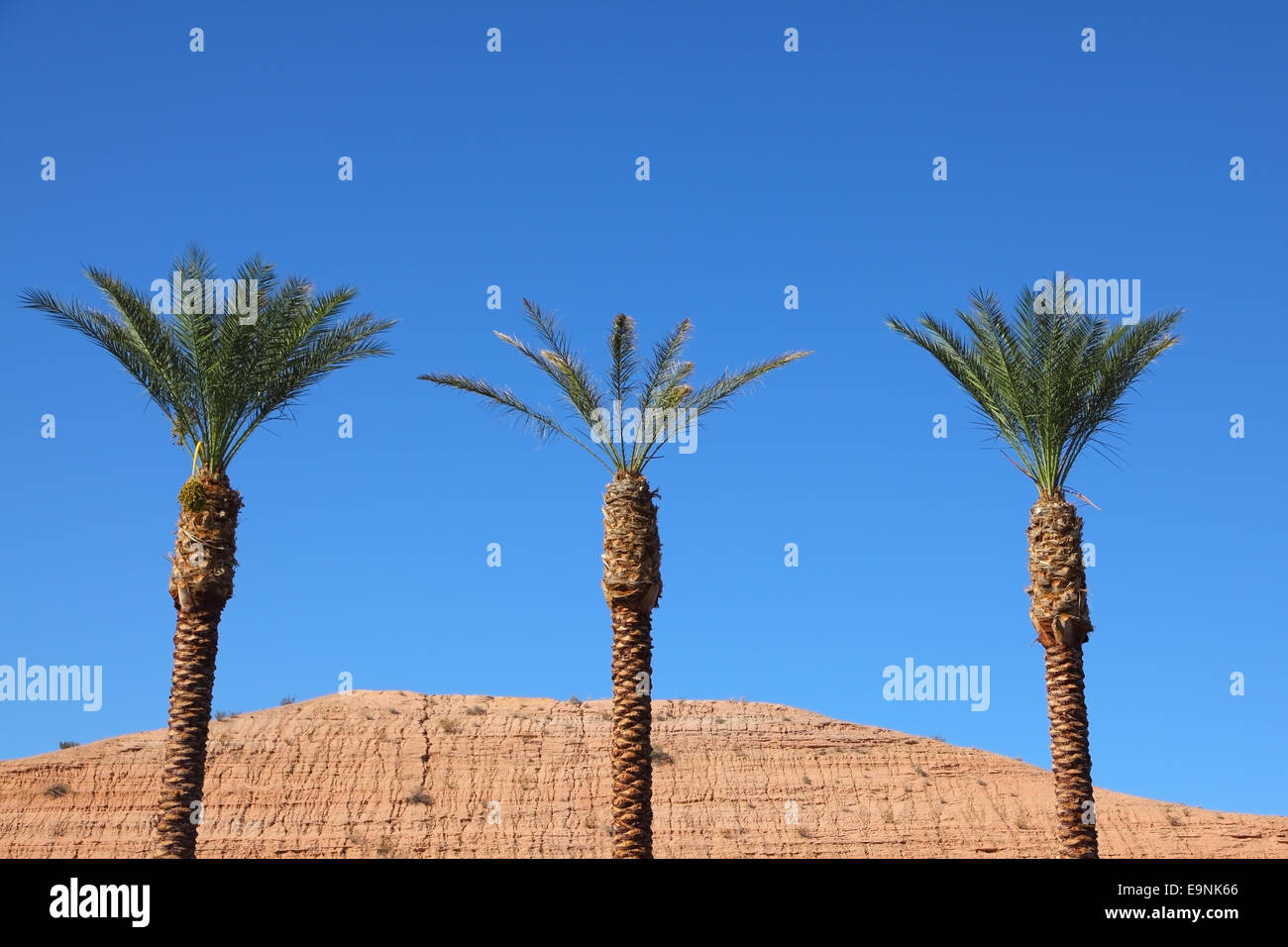 Three tall palm trees in the red desert Stock Photo