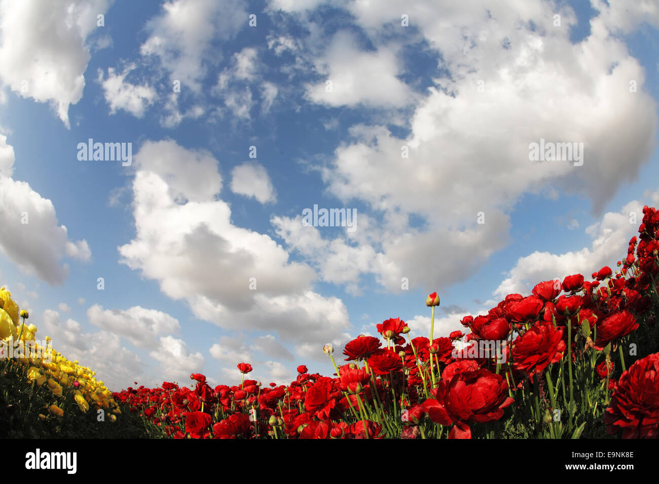 Wonderful field of garden ranunculus Stock Photo