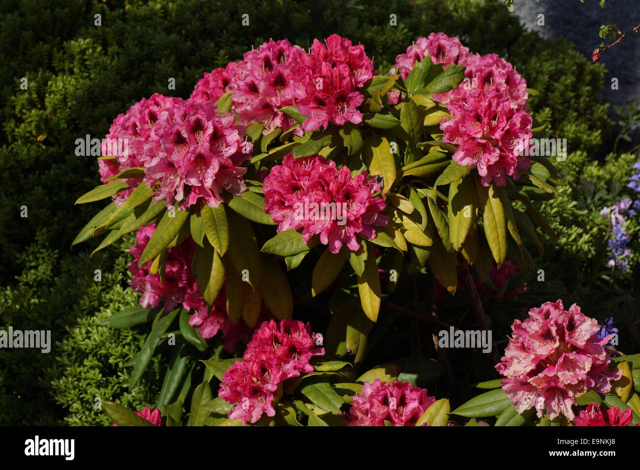 Pink rhododendron bush. Stock Photo