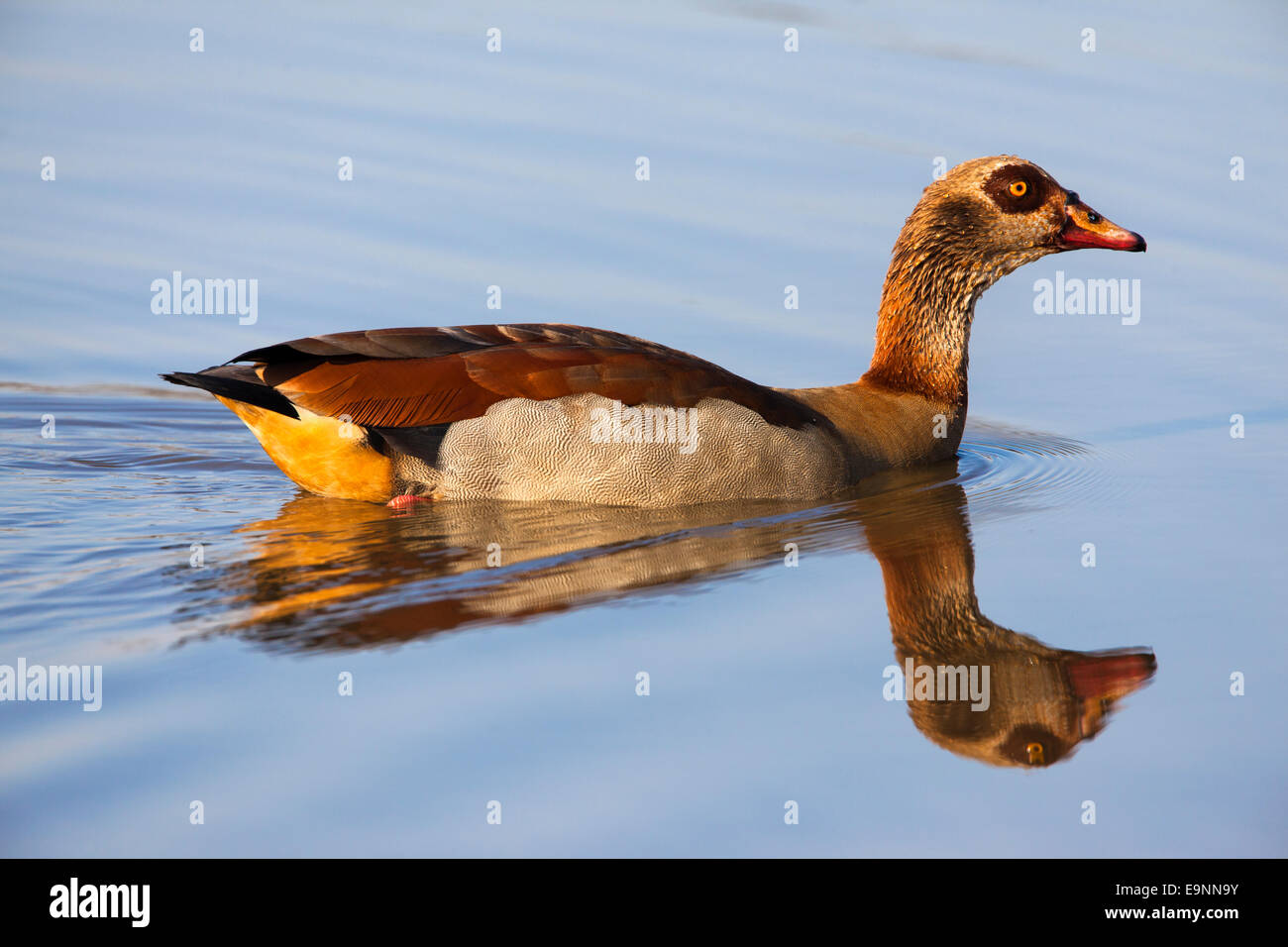 Egyptian goose (Alopochen aegyptiaca) Kruger National Park, South Africa Stock Photo