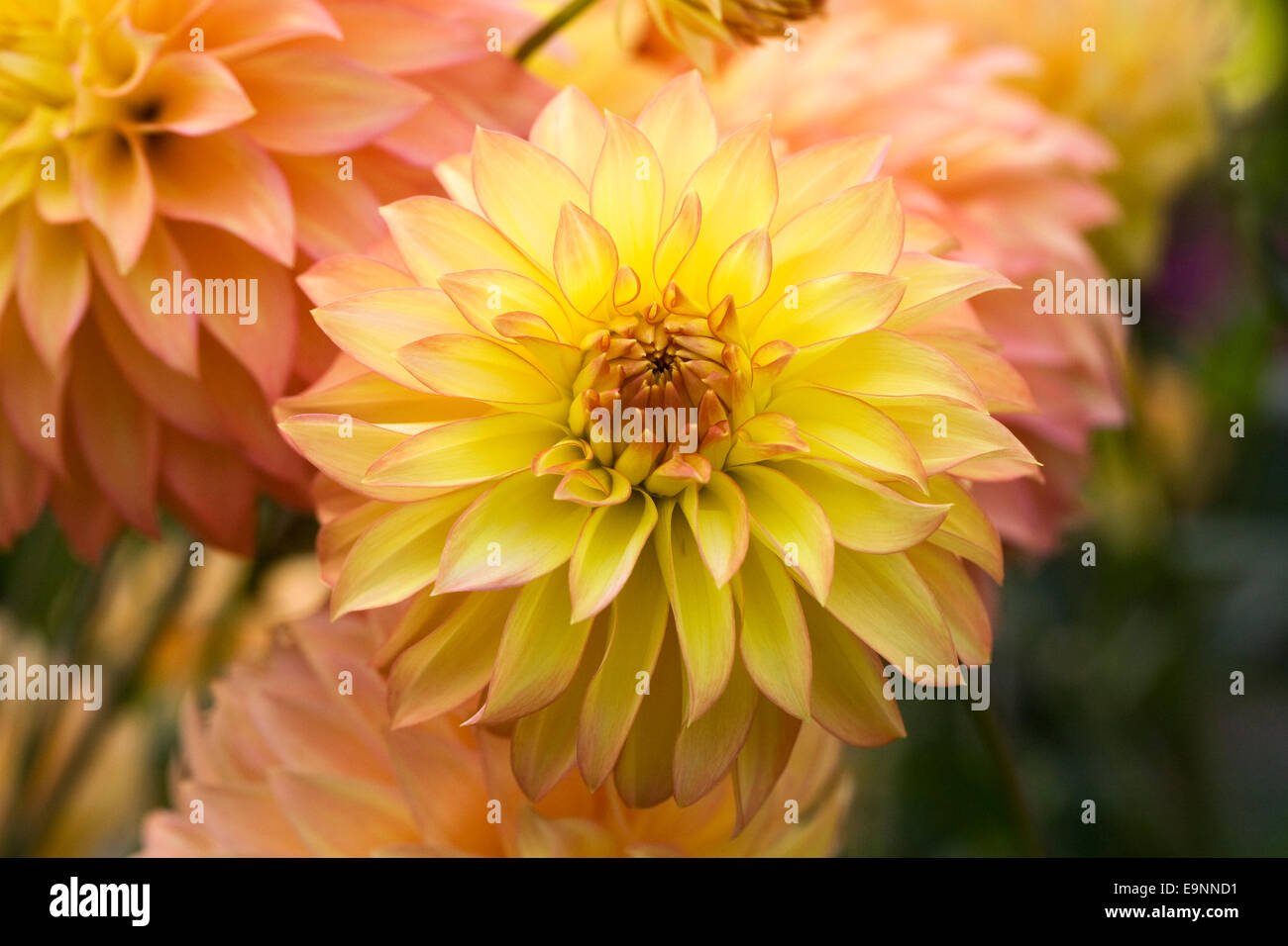 Dahlia camano pet hi-res stock photography and images - Alamy