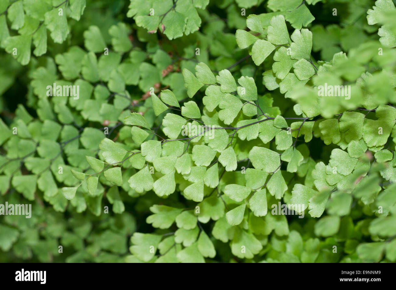 A patch of Maiden Hair fern taken in Andalusia Stock Photo