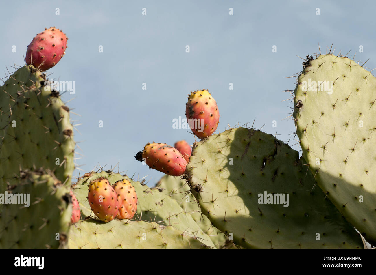 Prickly Pear fruits seen in Morocco against a bluish sky Stock Photo