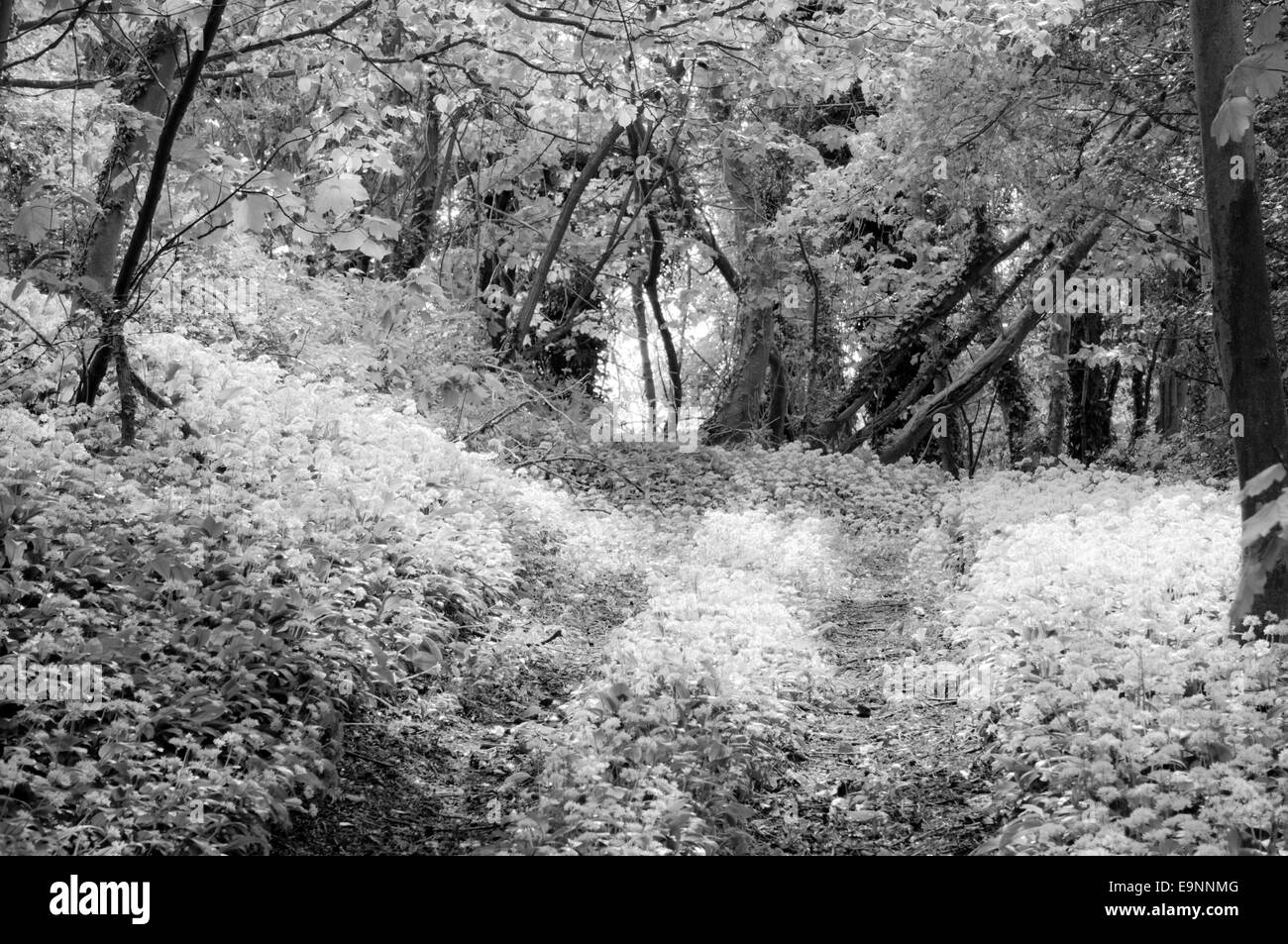 Coombe wood near Amberley when the Ransoms are in flower which almost looks like an infra-red shot in black and white Stock Photo