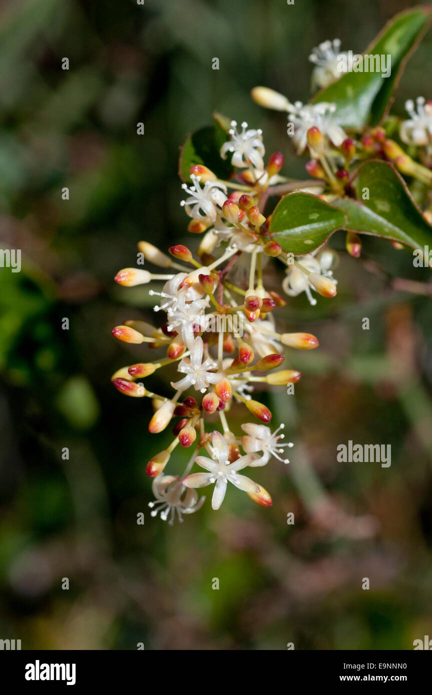 A sprig of Smilax flowers taken in Andalusia, Spain Stock Photo