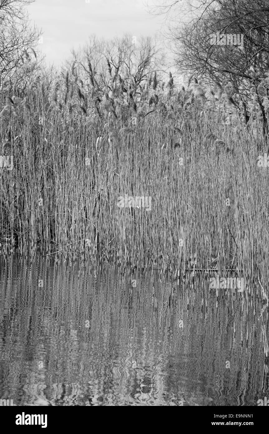 Black and white shot of the edge of a reedbed on the North Met Pit, Cheshunt, Herts Stock Photo