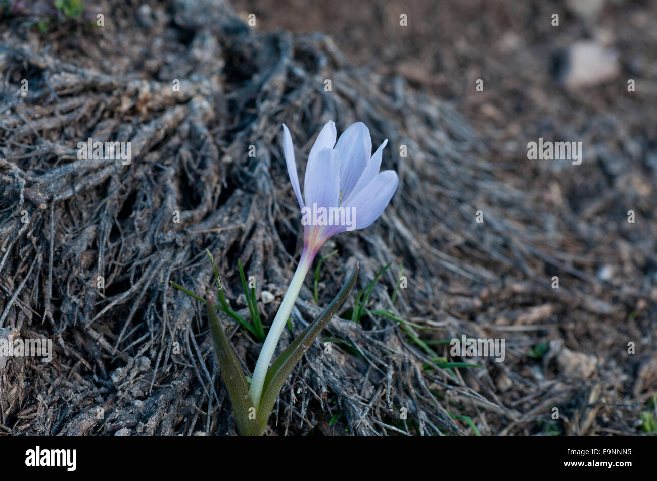 Shot taken at dusk of a single flower of Colchicum szovitsii found in snow melt at Ercives, Turkey Stock Photo