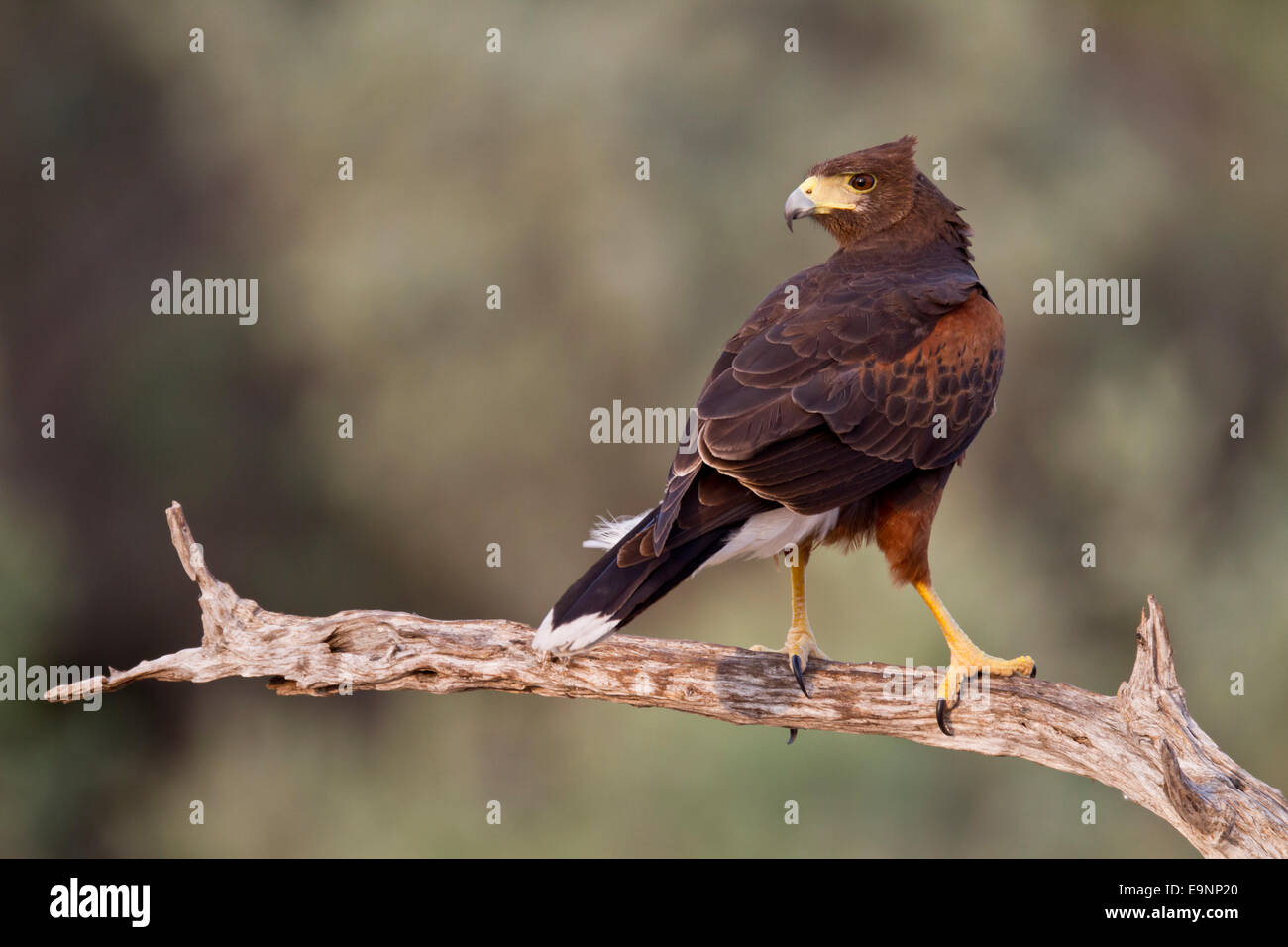 Harris hawk in Texas Stock Photo Alamy