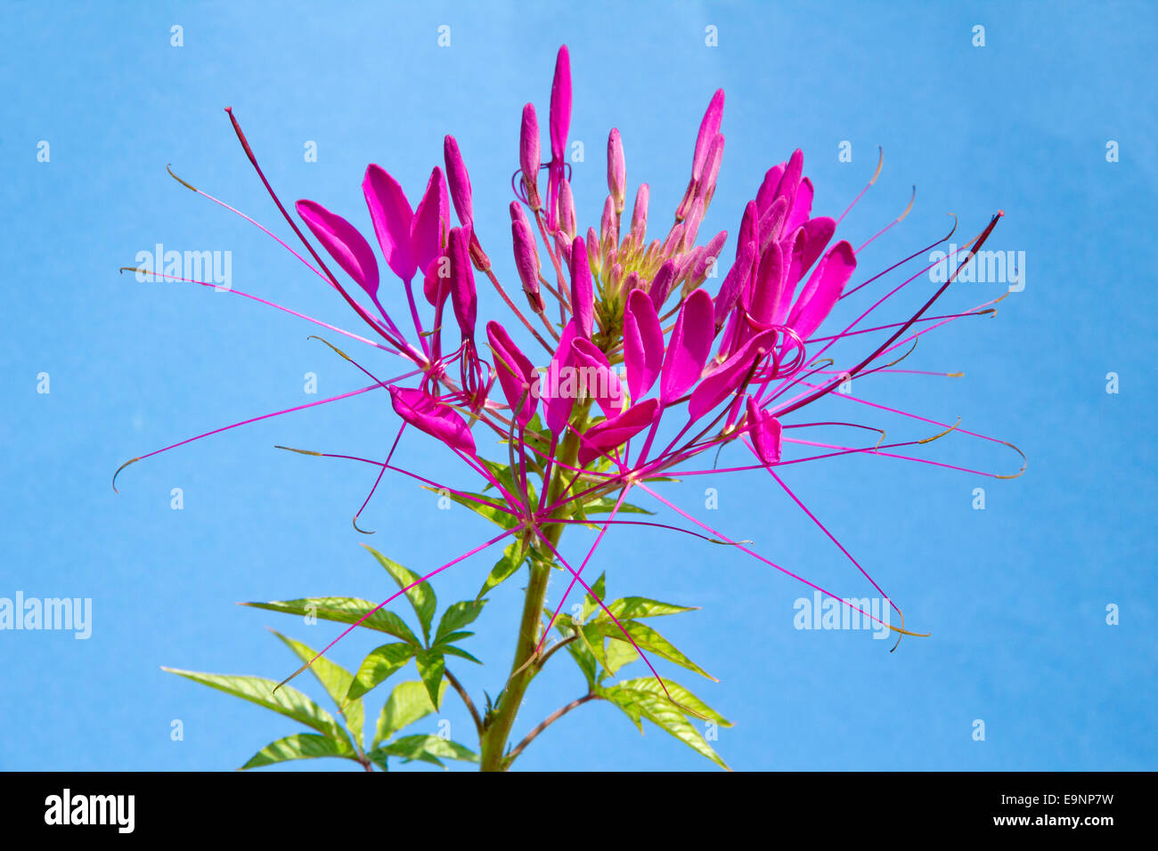 Cleome Spinosa, American Spider Flower Stock Photo