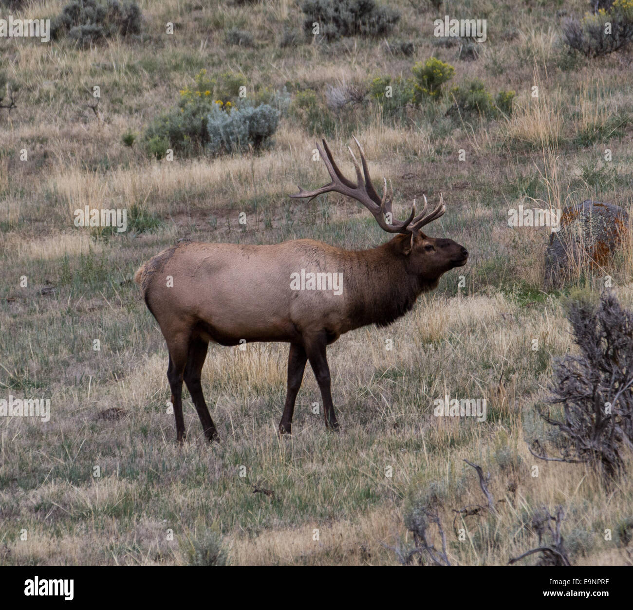 Bull Elk or Wapiti (Cervus canadensis) bellowing in Yellowstone National Park, Wyoming USA Stock Photo