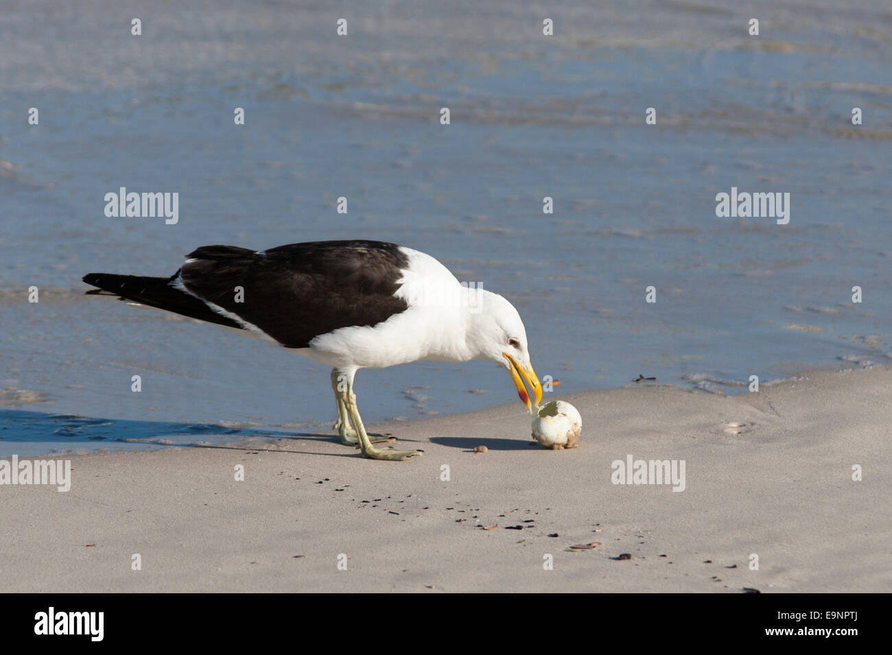 Cape gull, Larus vetula, eating African penguin egg, Spheniscus demersus, Table Mountain national park, Cape Town, South Africa Stock Photo