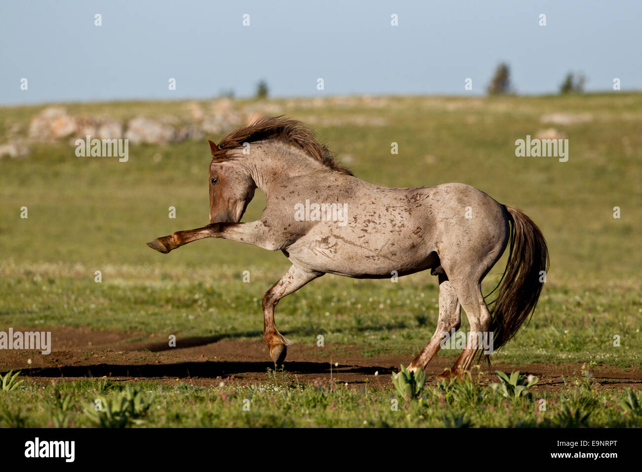Wild mustang stallion Stock Photo