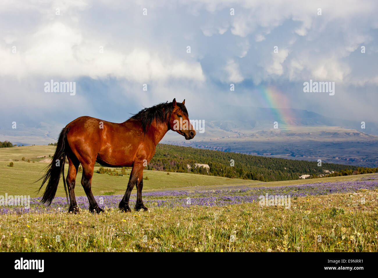 Wild mustang in summer wildflowers after a storm with a rainbow visible Stock Photo