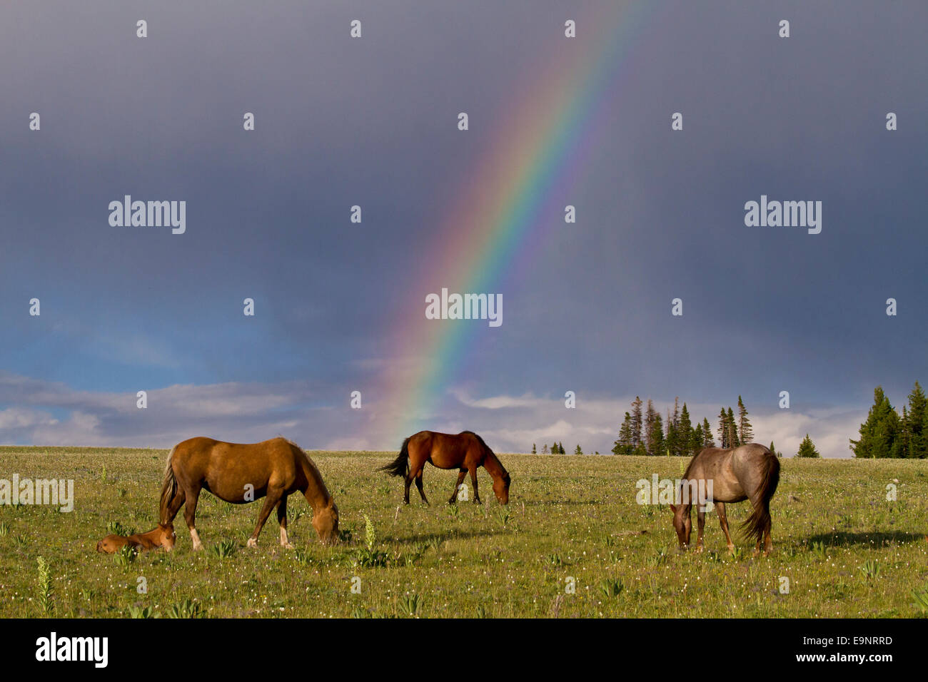 Wild mustangs with rainbow in background Stock Photo
