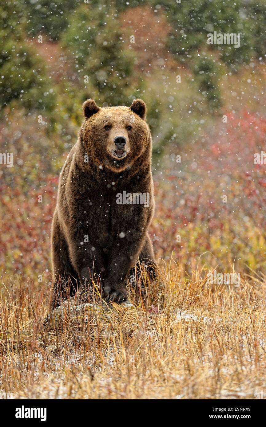 Grizzly bear (Ursus arctos) in late autumn mountain habitat (captive