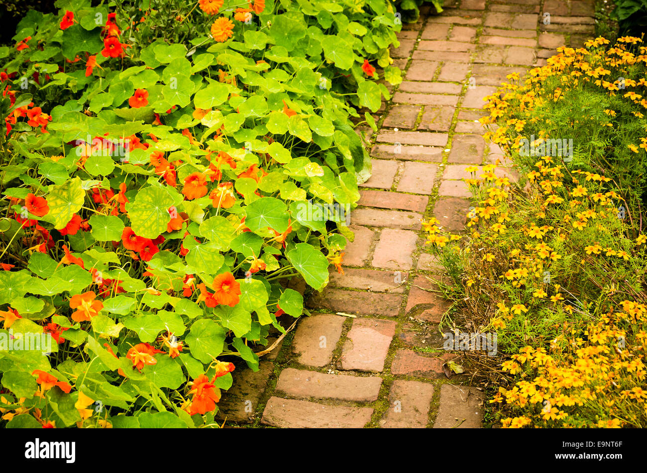Flowers flanking a vegetable garden path Stock Photo