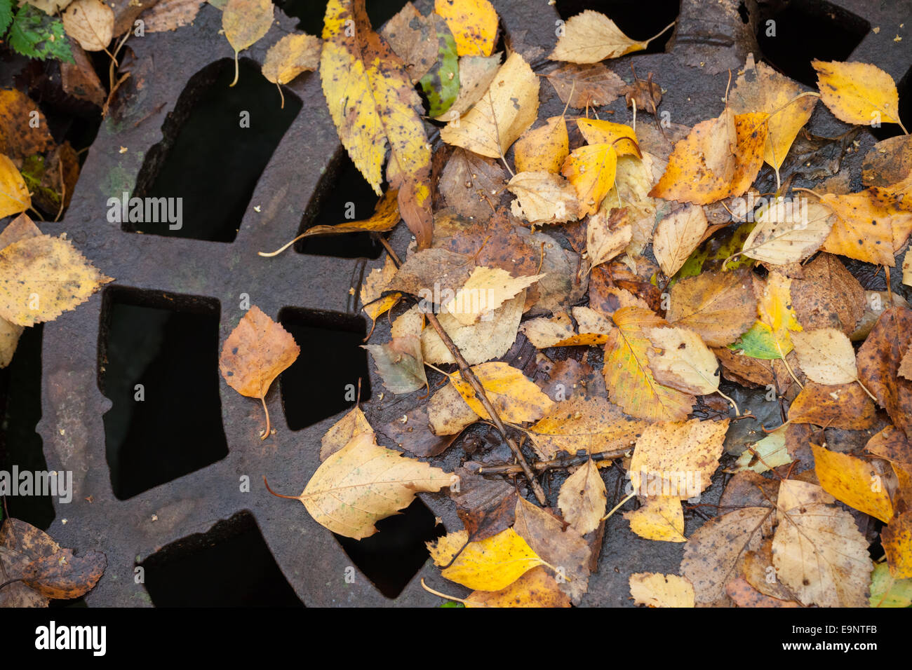 Drainage sewer manhole in the autumnal park covered with yellow leaves Stock Photo