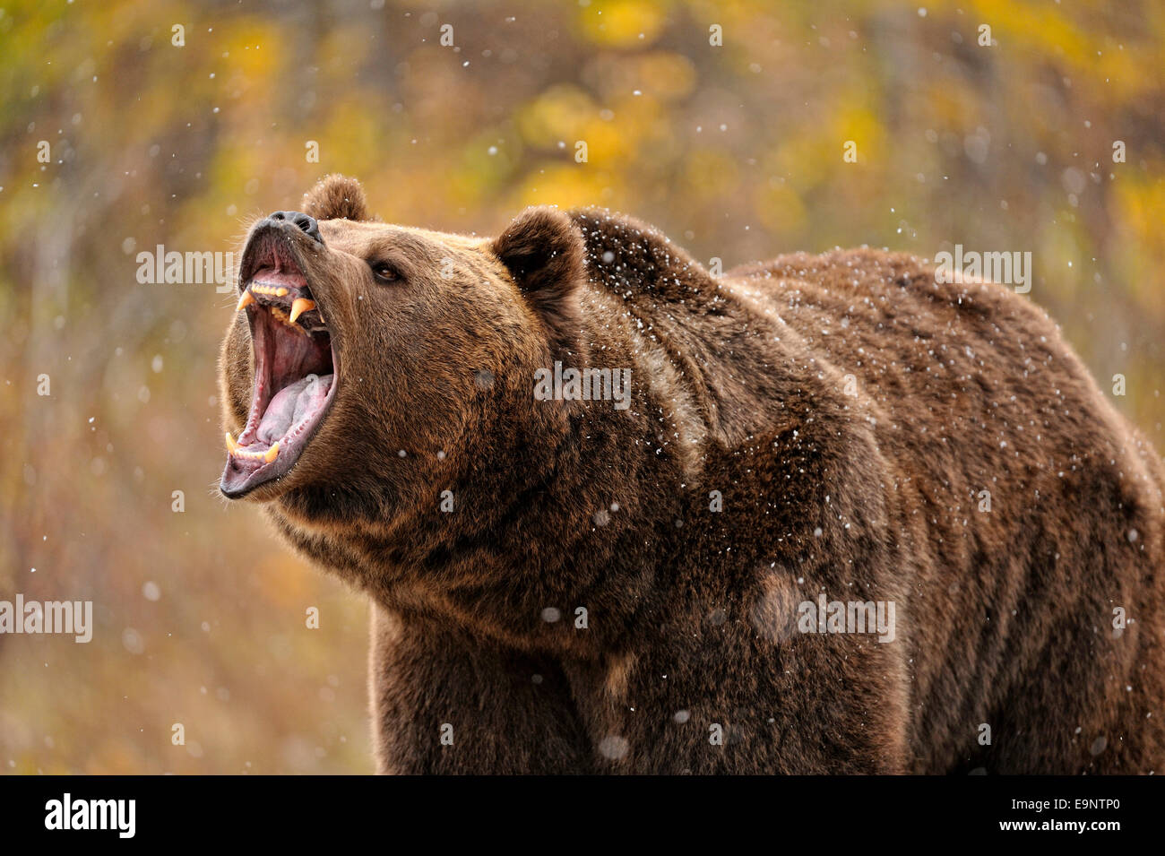 Grizzly bear (Ursus arctos) in late autumn mountain habitat (captive raised specimen), Bozeman, Montana, USA Stock Photo
