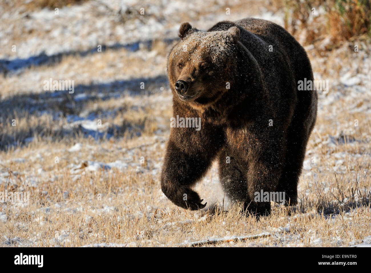 Grizzly bear (Ursus arctos) in late autumn mountain habitat (captive