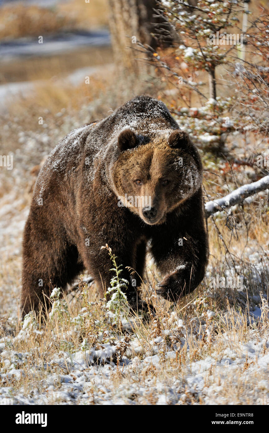 Grizzly bear (Ursus arctos) in late autumn mountain habitat (captive