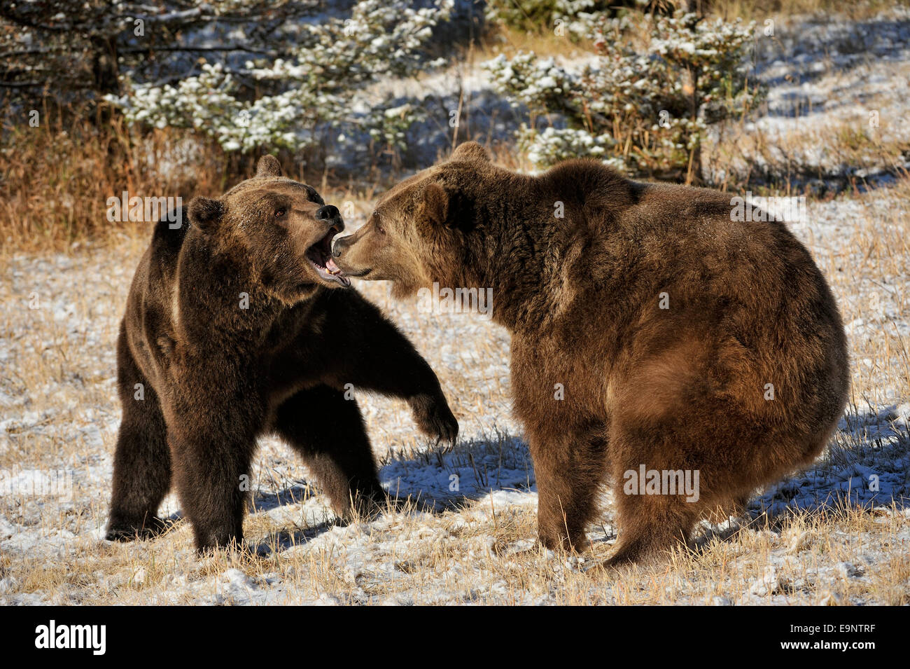 Grizzly bear (Ursus arctos) in late autumn mountain habitat (captive
