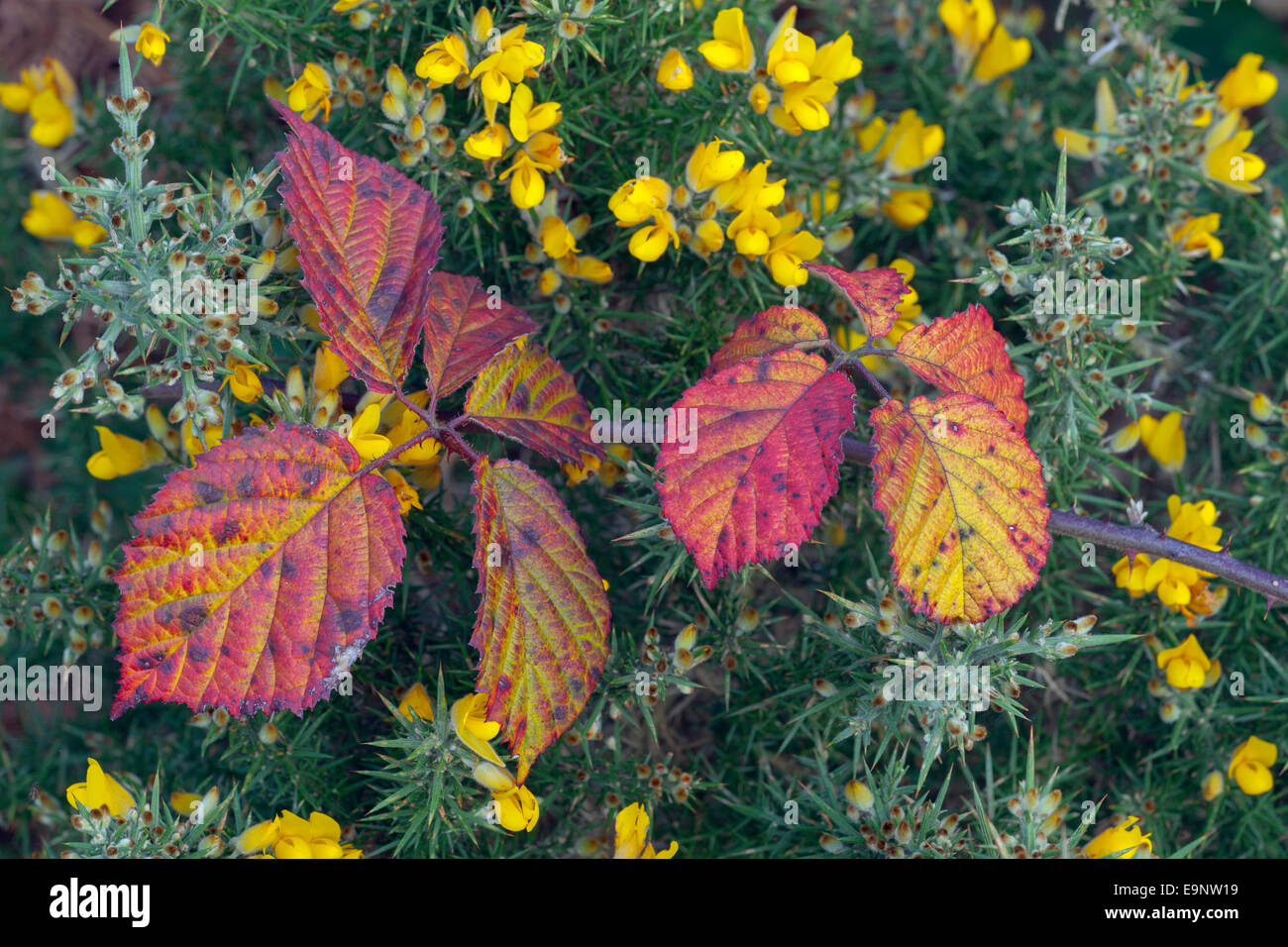 Gorse Ulex europaeus & Bramble leaves changing color in autumn Stock Photo