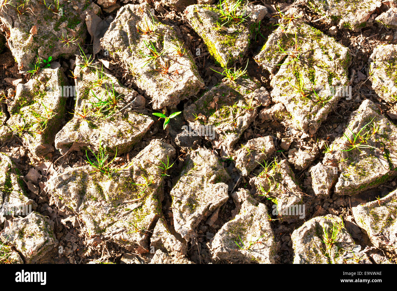 Image of parched farm land showing failed crop. Stock Photo