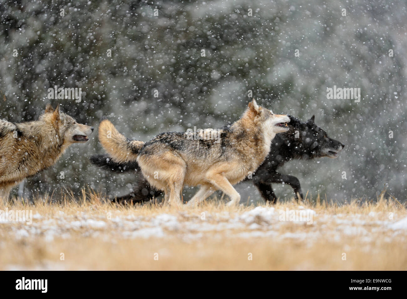 Gray wolf (Canis lupus) in late autumn mountain habitat (captive raised