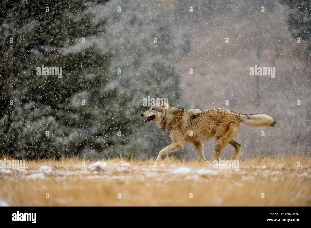 Gray wolf (Canis lupus) in late autumn mountain habitat (captive raised