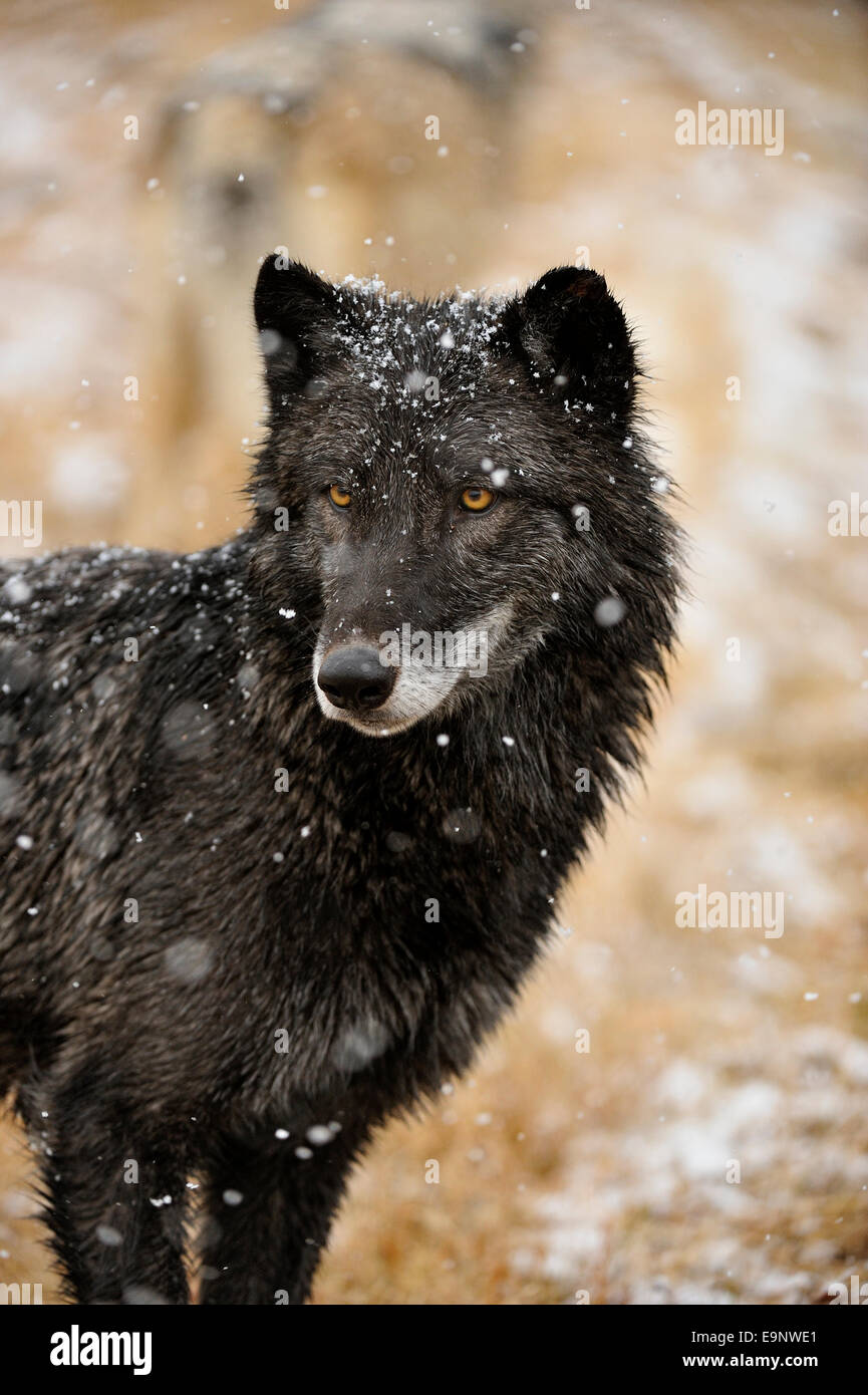 Gray wolf (Canis lupus) in late autumn mountain habitat (captive raised specimen), Bozeman, Montana, USA Stock Photo