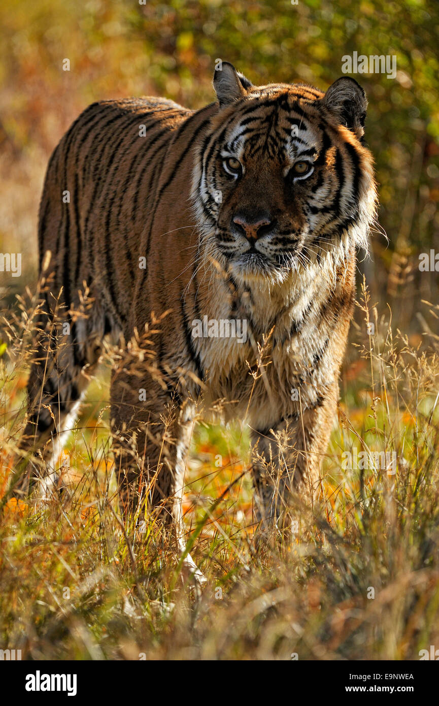 Siberian Tiger Amur Tiger Panthera Tigris Altaica Near Stream Habitat Siberian Tiger Amur Tiger Panthera Tigris Altaica Near Stream Habitat