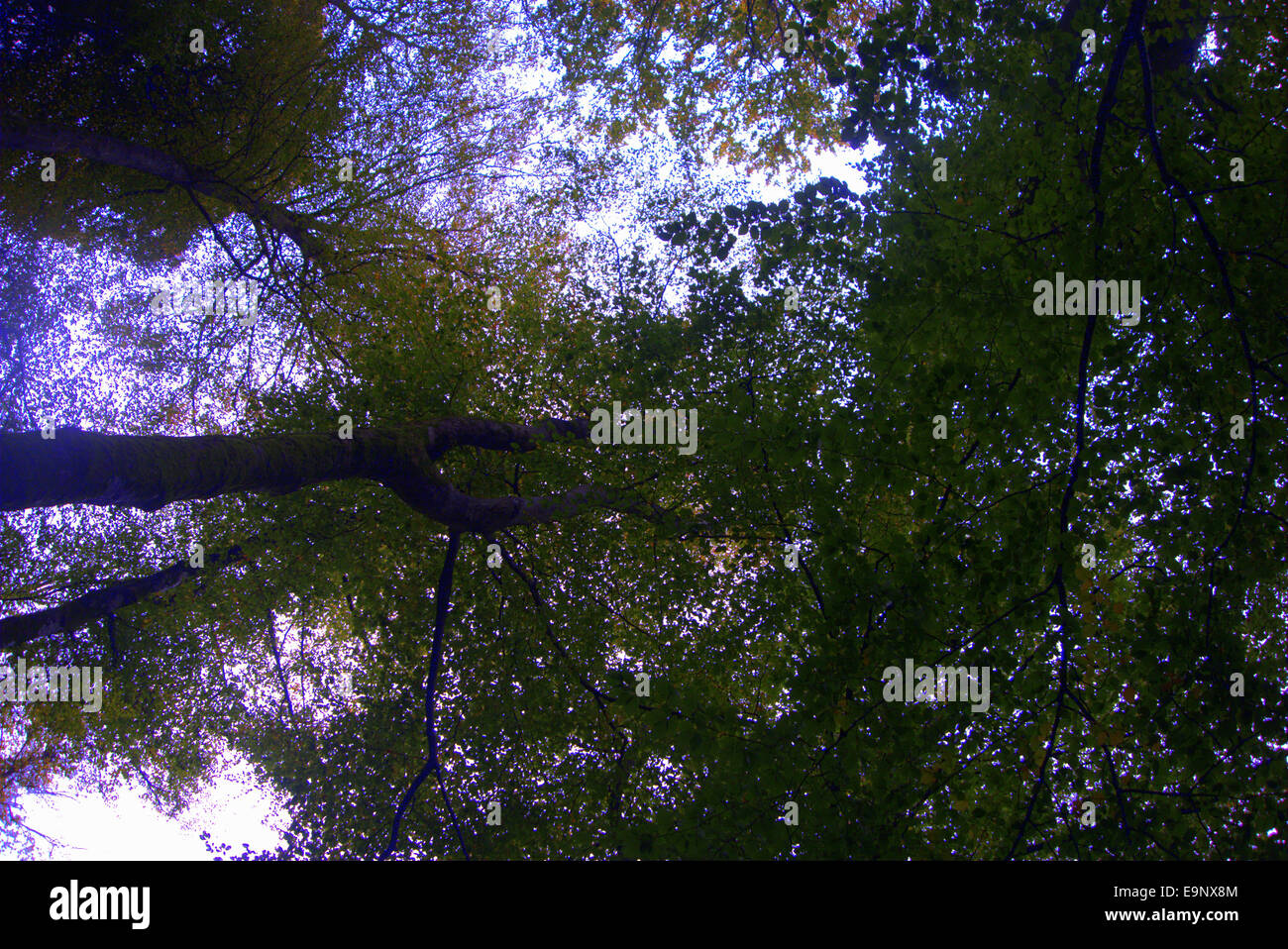 A taste of Autumn/  soft, muted colours of autumn   trees like acers, beech, tulip tree, oaks, sweet chestnuts Stock Photo