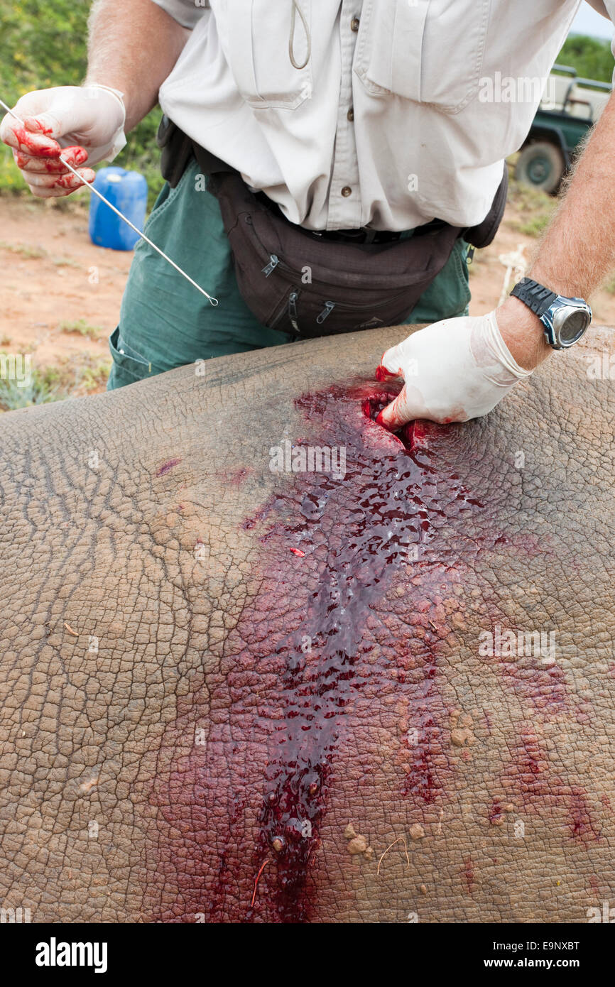 Tranquilised white rhino, receiving surgery on injured flank, Kwandwe private game reserve, Eastern Cape, South Africa Stock Photo
