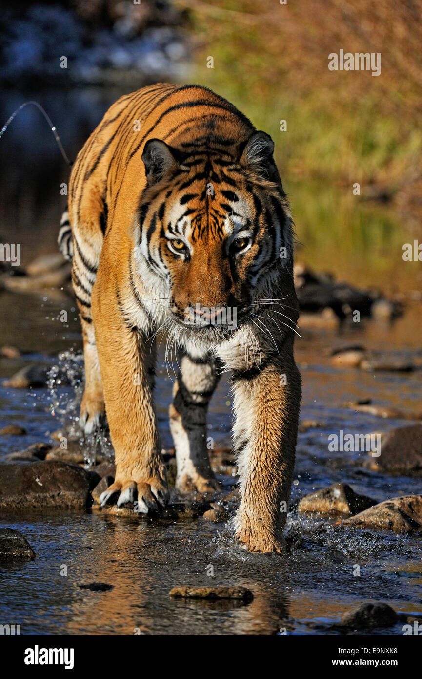 Siberian tiger Amur tiger (Panthera tigris altaica) near stream habitat (captive raised specimen), Bozeman, Montana, USA Stock Photo