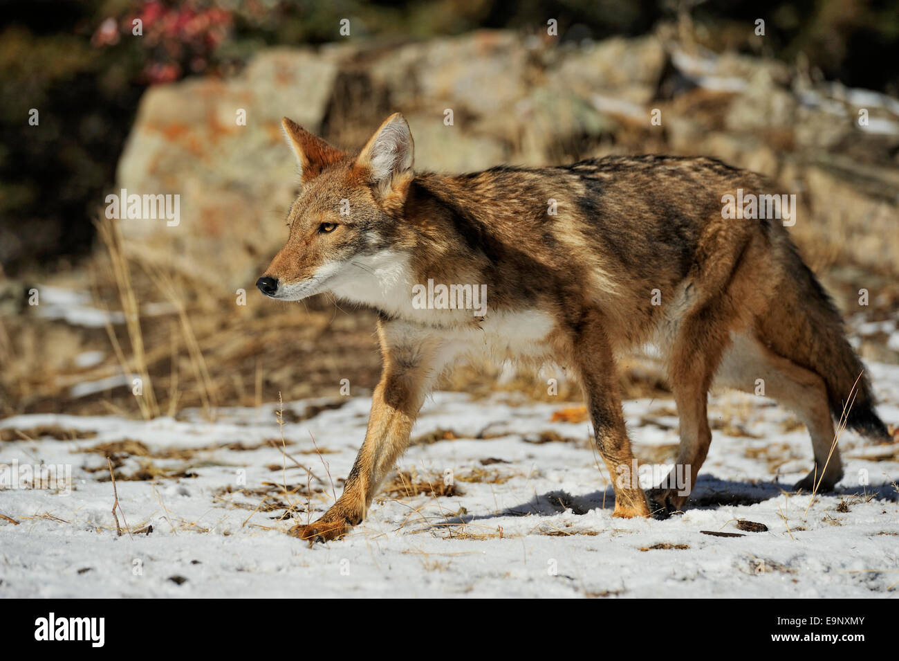 Coyote (Canis latrans) in late autumn mountain habitat (captive raised