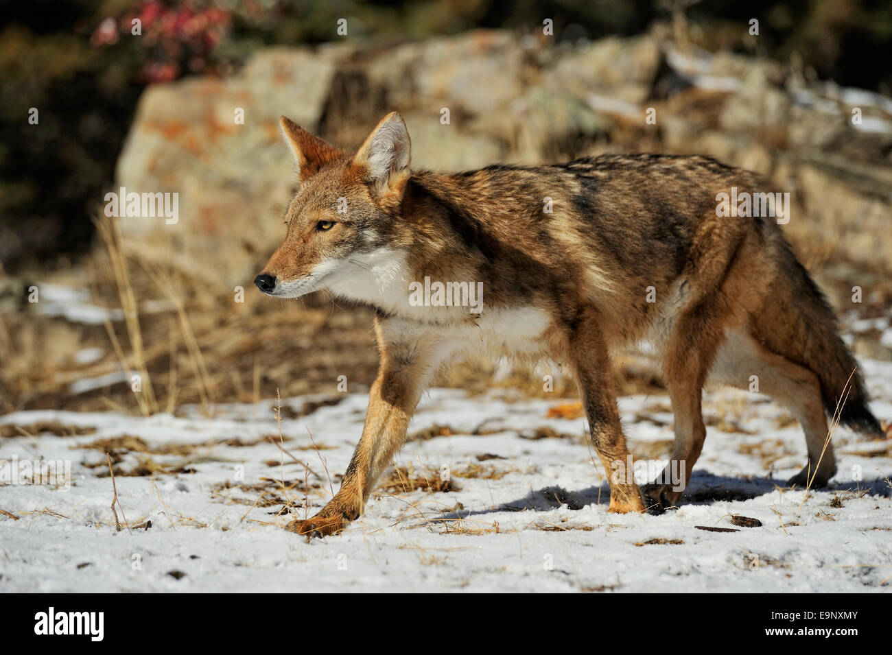 Coyote (Canis latrans) in late autumn mountain habitat (captive raised specimen), Bozeman, Montana, USA Stock Photo