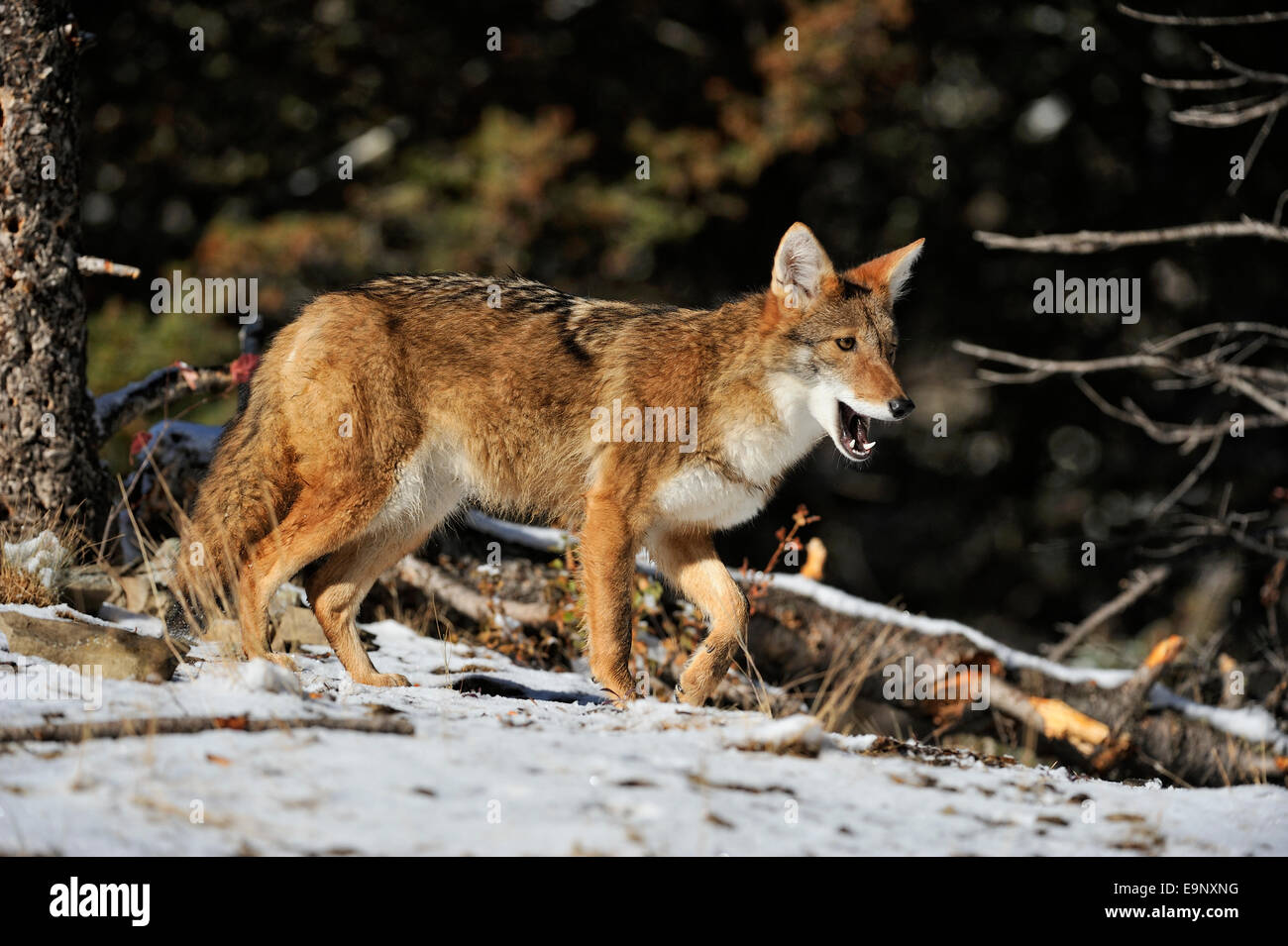 Coyote (Canis latrans) in late autumn mountain habitat (captive raised