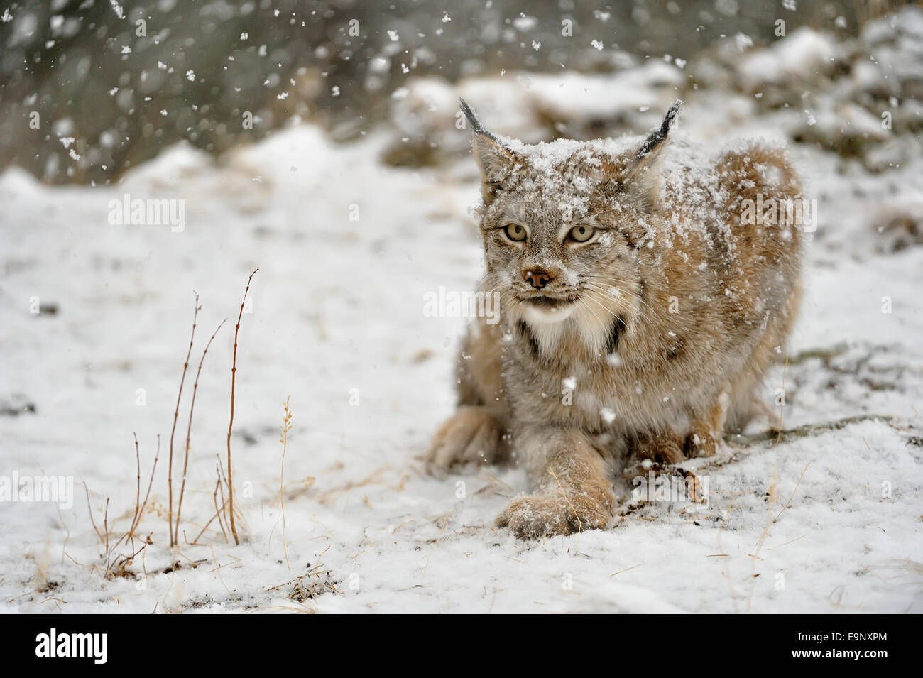 Canadian Lynx (Lynx canadensis) in late autumn mountain habitat ...