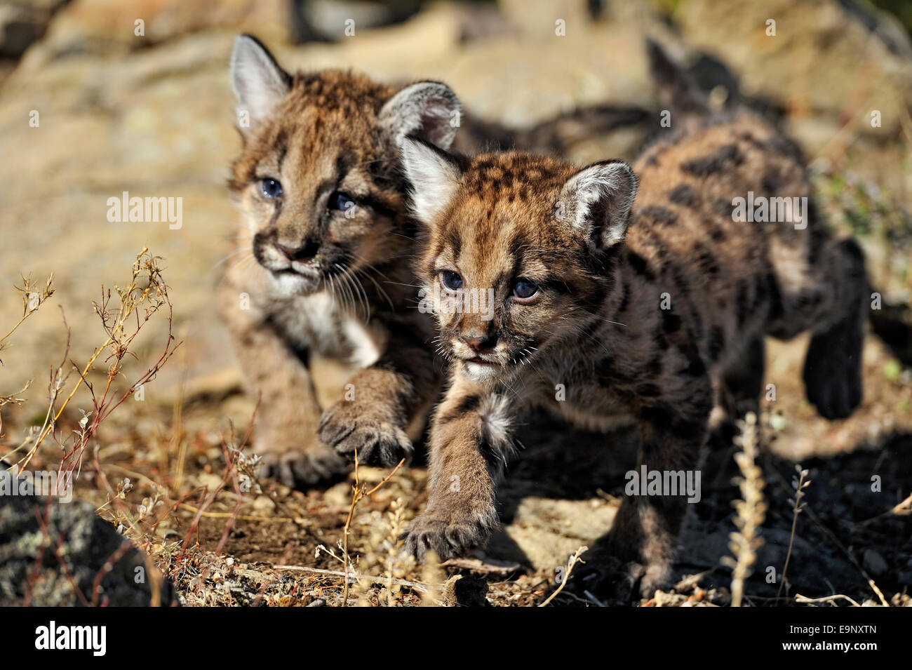 Mountain lion, Puma, Cougar (Puma concolor) captive born kittens in late autumn mountain habitat, captive raised specimen, Bozeman Montana, USA Stock Photo