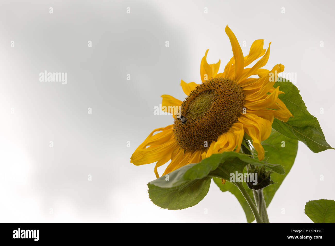 Sunflower with bee Stock Photo